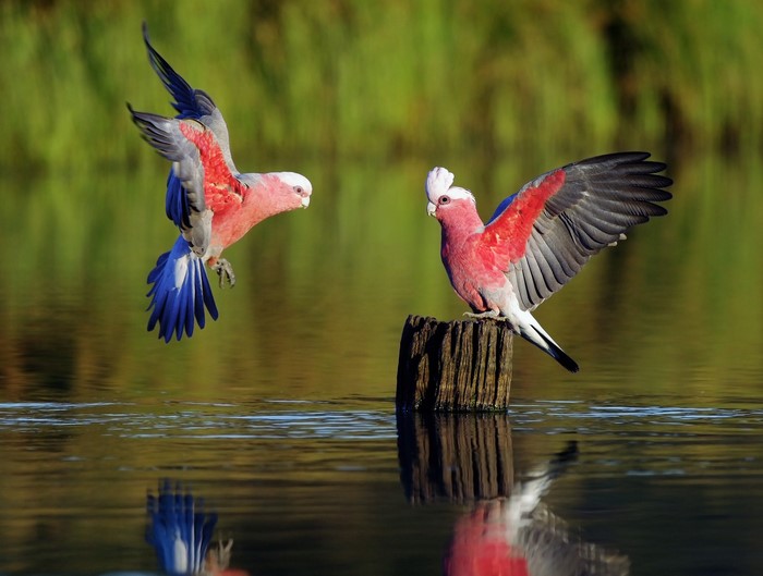 Two Galah parrots by the water