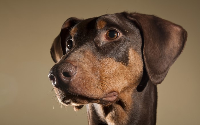Brown Doberman Pinscher dog portrait