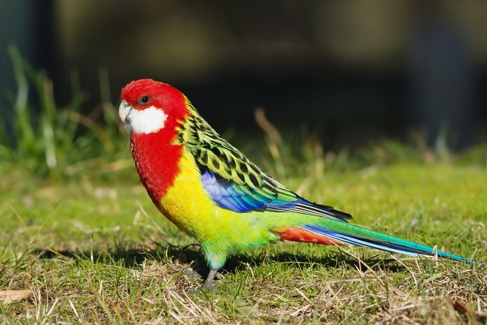 Eastern Rosella parrot on grass
