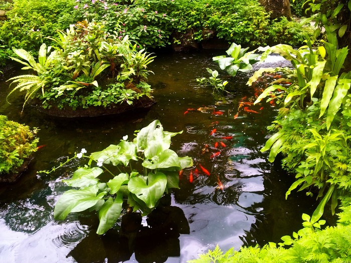 Koi pond with lush greenery and aquatic plants