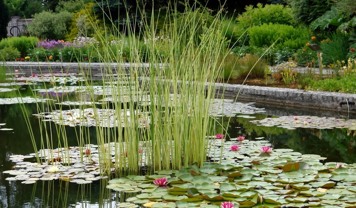 Botanical Garden Pond with Water Lilies and Reeds in Wroclaw, Poland