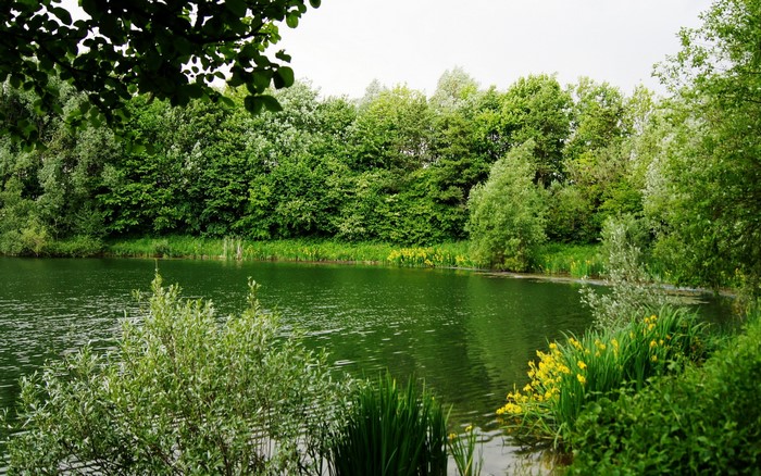 A tranquil lake surrounded by lush green trees and yellow flowers