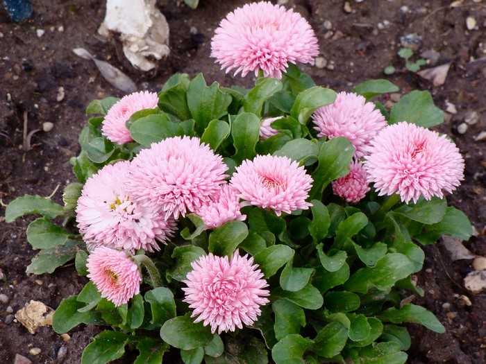 Pink double daisies in soil