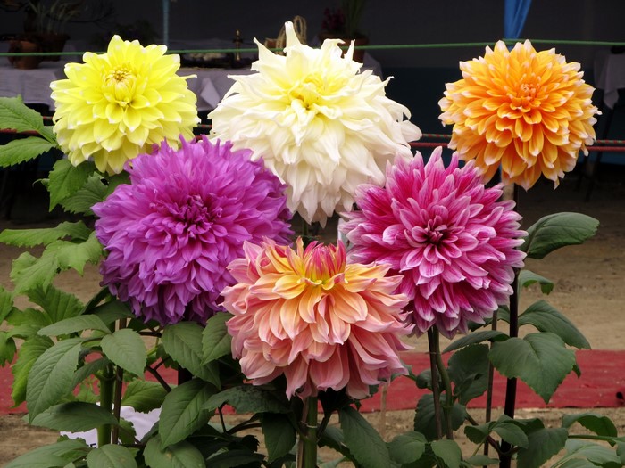 A collection of colorful Dahlias