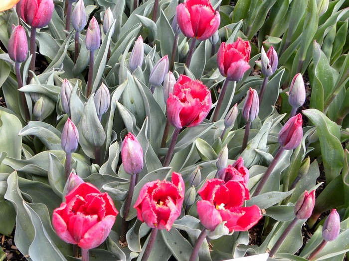 Red and purple tulips blooming
