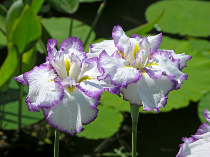 Two white and purple irises with yellow centers