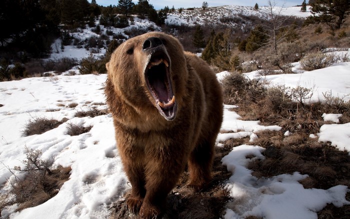 Brown bear yawning in a snowy landscape