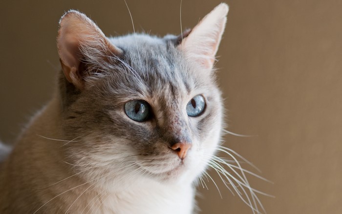 Close-up of a Siamese cat with blue eyes