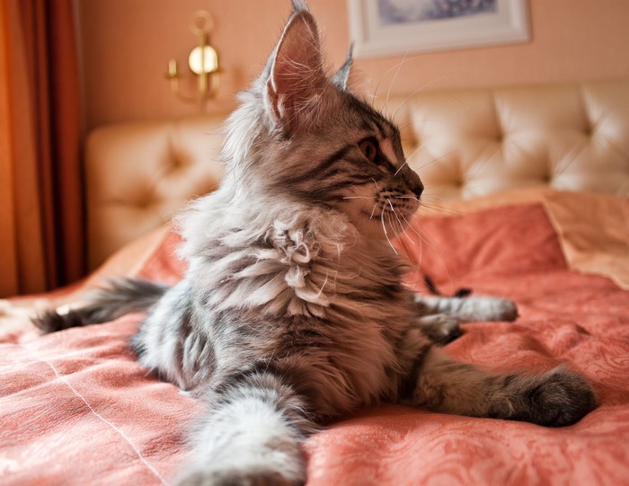 A fluffy grey tabby cat on a bed