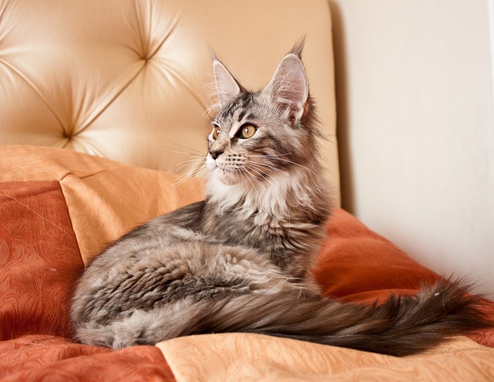 Maine Coon Cat on a Bed