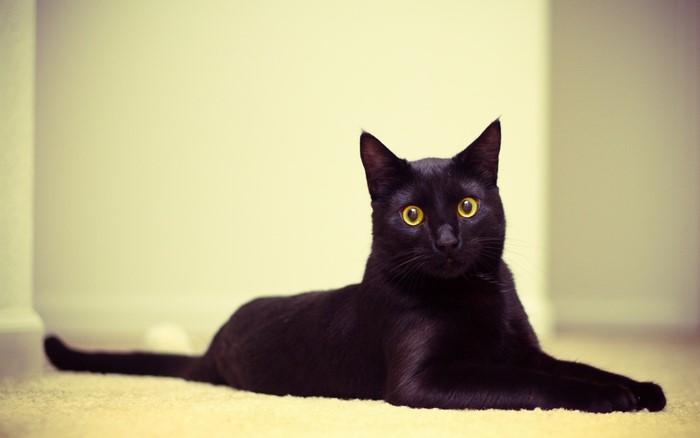 Black cat with yellow eyes lying on a carpet