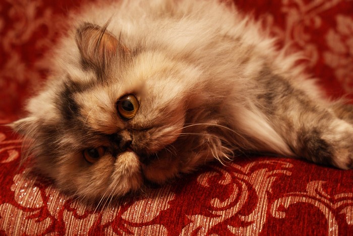 4K Persian cat lying on a red patterned couch