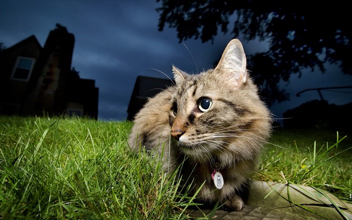 Cat in the grass at night