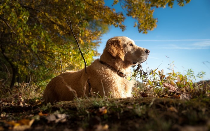 Golden Retriever dog lying down outdoors in autumn