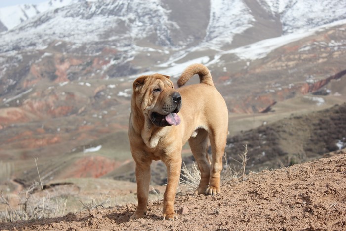 Shar Pei dog standing on a hill