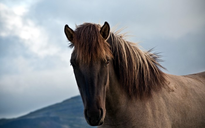 Close-up of a horse's head and mane