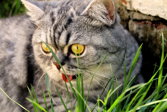 4K Cat with Yellow Eyes and Pink Tongue