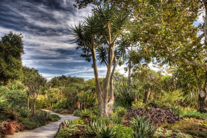 Botanical Garden Path with Aloe Trees and Agave Plants
