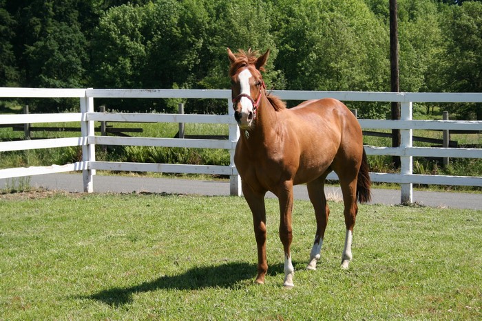 Brown horse with white markings in a fenced pasture