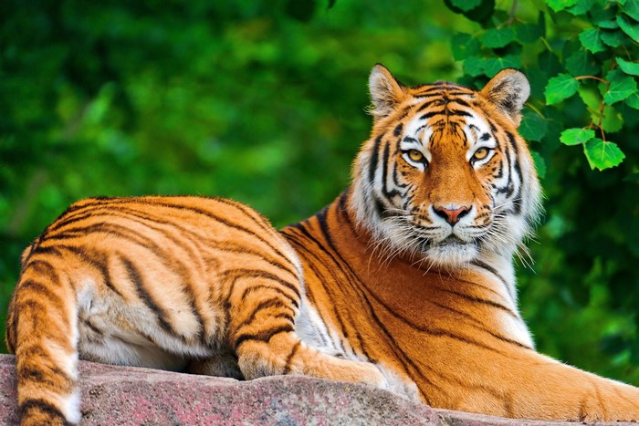 Tiger resting on a rock