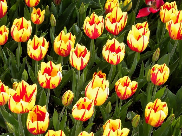 Yellow and red striped tulips in a field