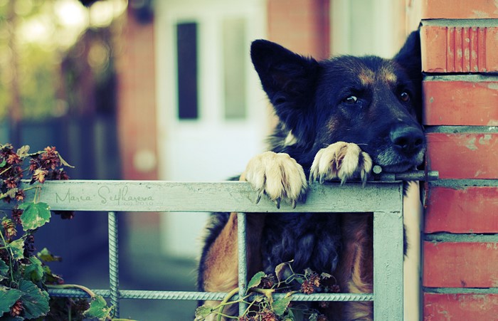 German Shepherd dog resting head on fence
