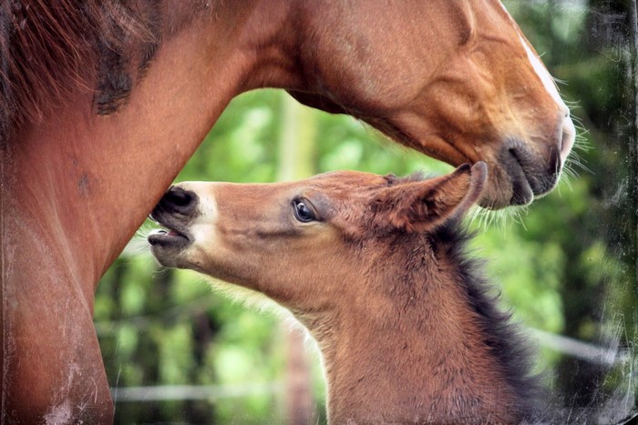 Mother horse and foal
