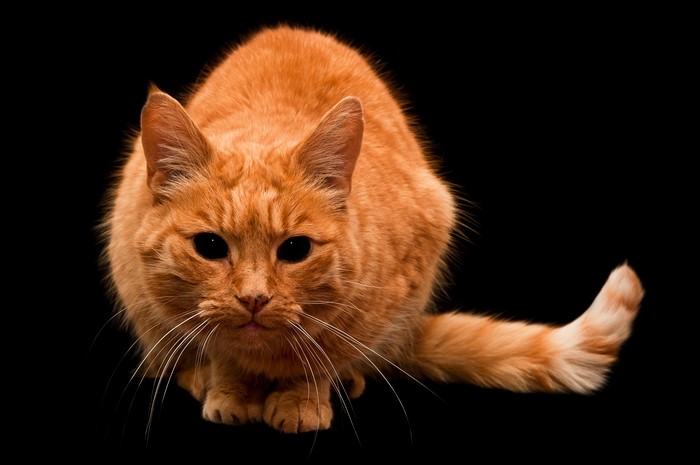 Orange cat with black background