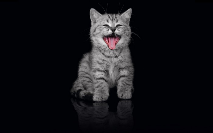 A tabby kitten yawning widely