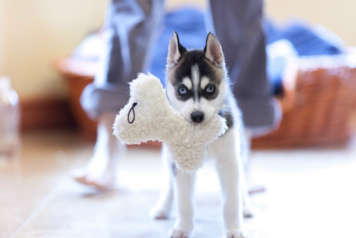 Husky puppy holding a bone toy