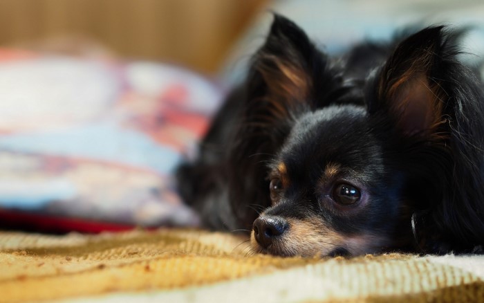 Long-haired black Chihuahua lying down