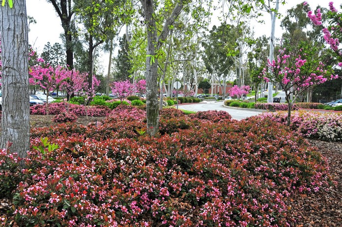 Pink flowering trees and bushes in a garden