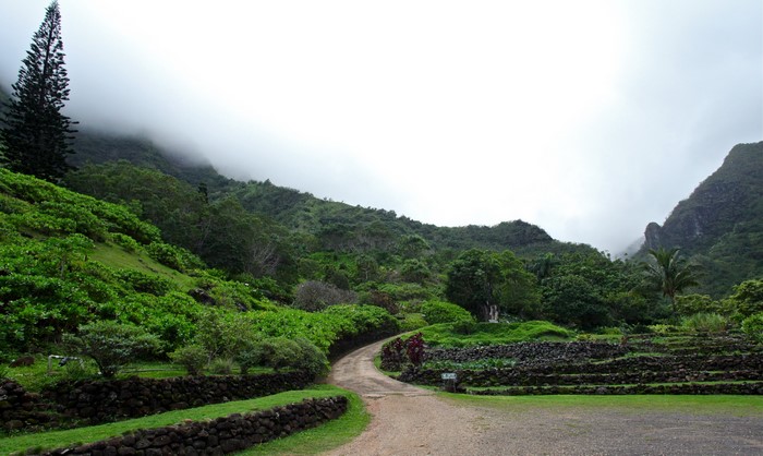 Road through botanical gardens with misty mountains