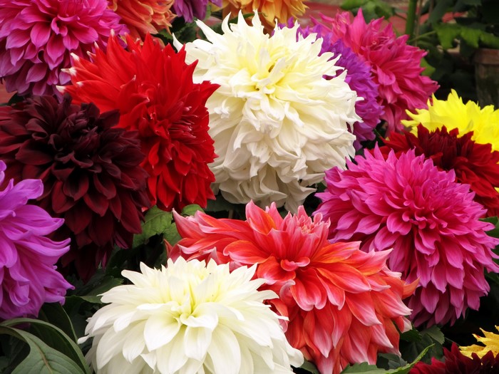 A vibrant bouquet of colorful Dahlias