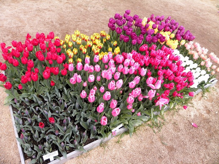 Colorful tulips in a garden bed