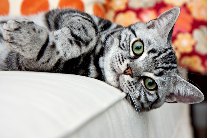 American Shorthair cat lying on a couch