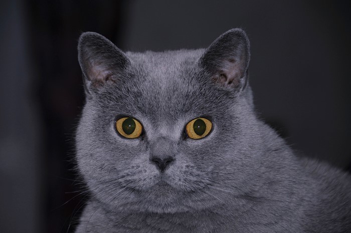 Close-up of a British Shorthair cat's face
