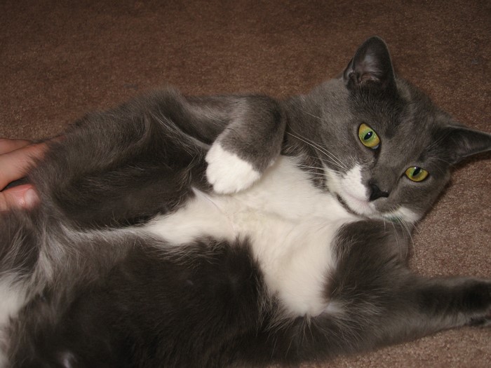 A gray and white cat lying on a brown carpet
