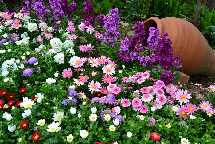 Many flowers in a garden with a pot