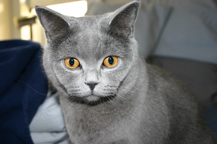 Close-up of a British Shorthair cat