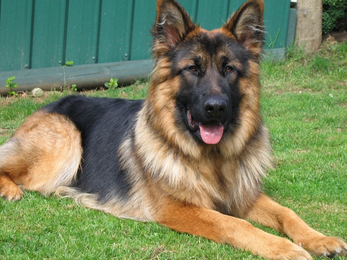 German Shepherd dog lying on grass