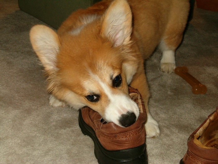 Welsh Corgi chewing on a brown shoe