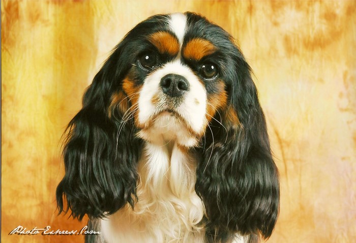 Cavalier King Charles Spaniel dog portrait