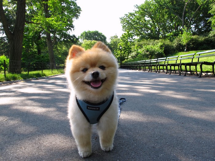 Pomeranian dog wearing a harness in a park