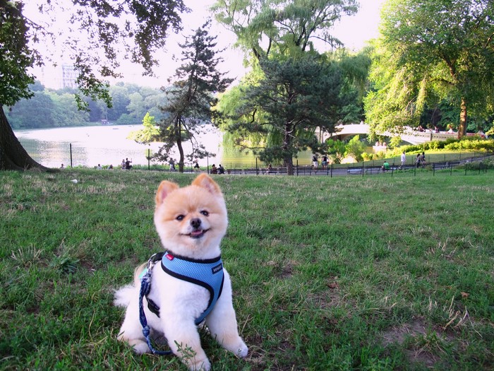 Pomeranian dog in Central Park, New York City