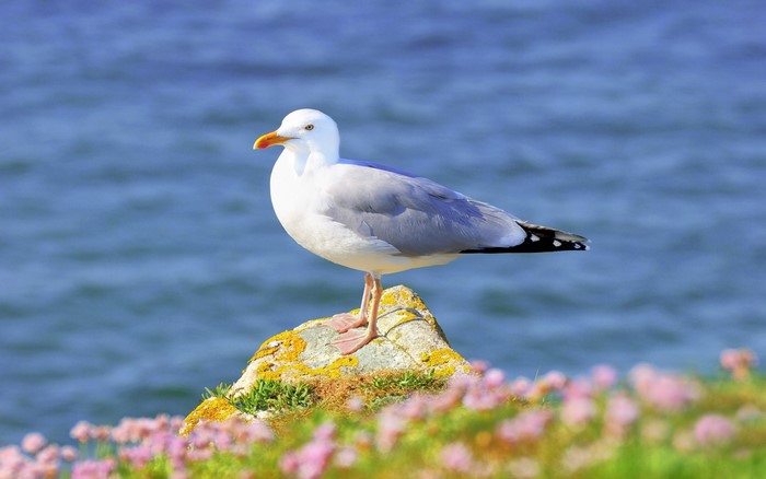 Seagull standing on a rock near the sea