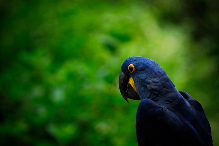 Blue Hyacinth Macaw Parrot