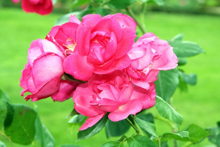 Anne de Bretagne roses