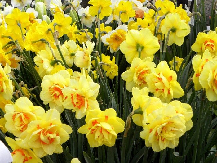 Yellow and orange daffodils in a garden
