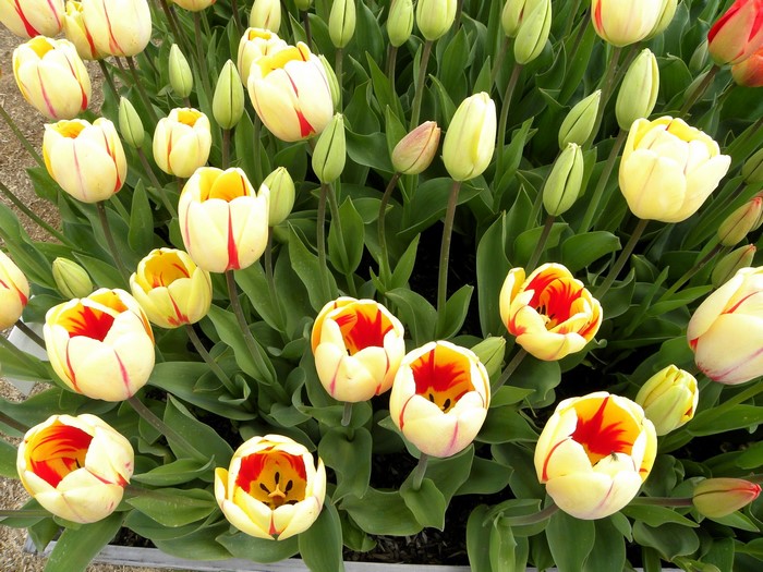 Cream and red striped tulips in bloom